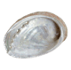 abalone schelp