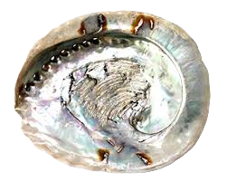 haliotis schelp