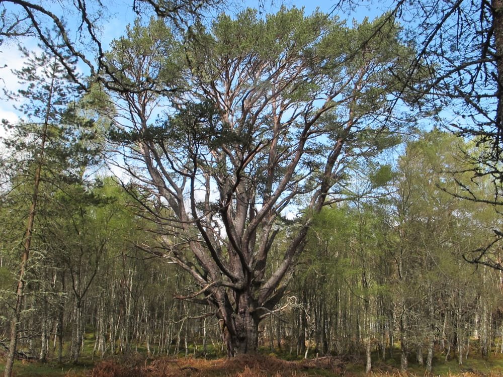 livewood grove den wand kracht schotland geronimo gallery 2