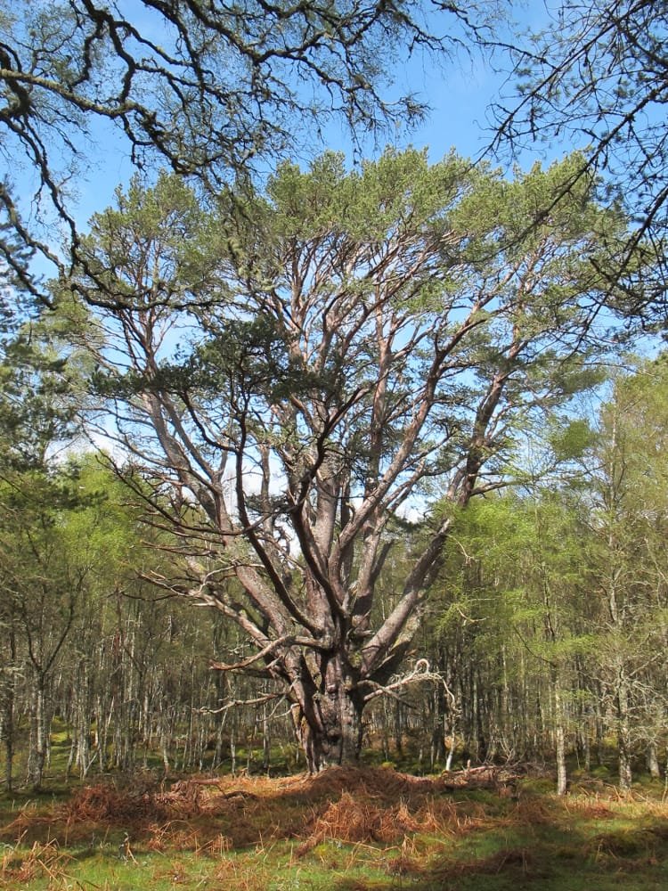 livewood grove den schotland geronimo gallery