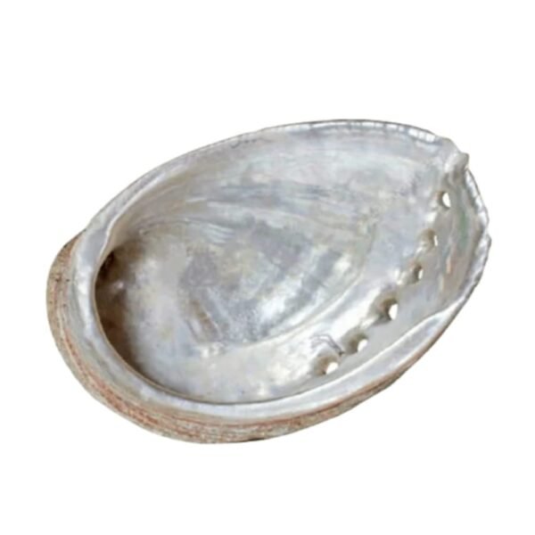 Abalone schelp voor wierook