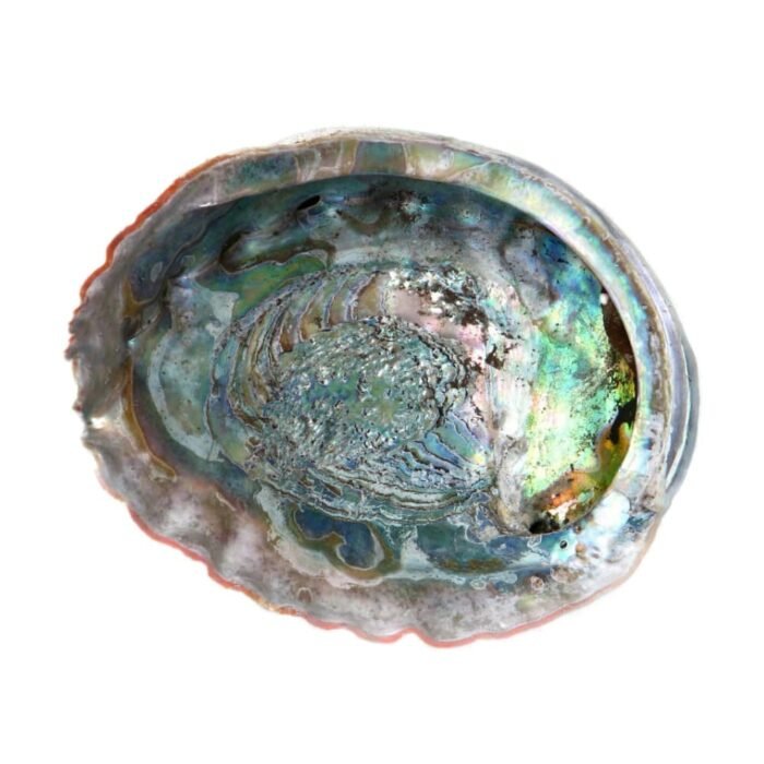 Abalone schelp voor wierook