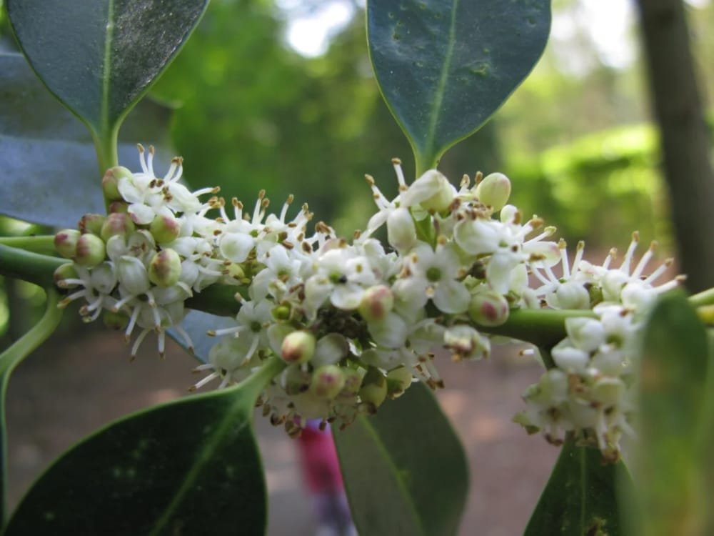 livewood hulst wand protect geronimo gallery