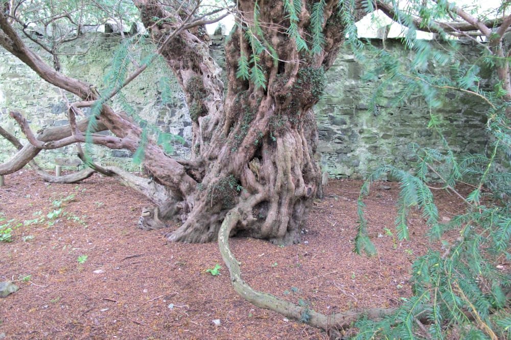 taxus fortengale schotland livewood geronimo gallery