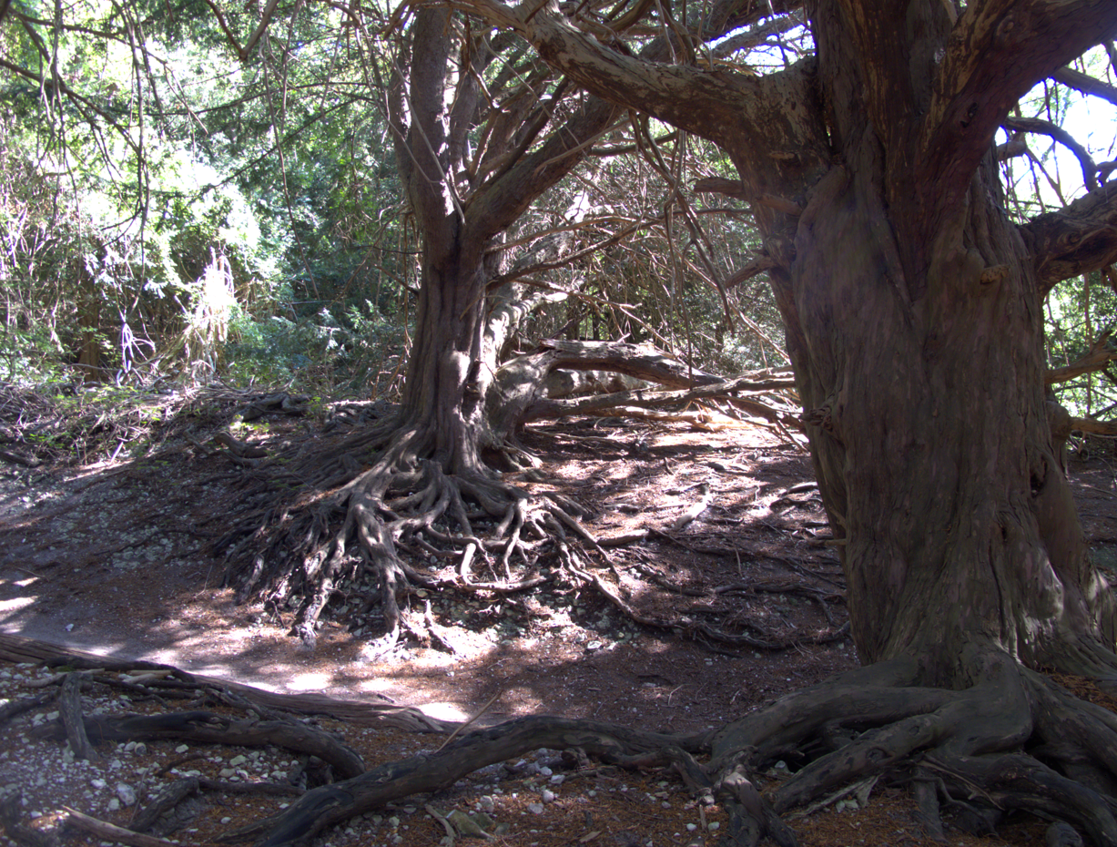 taxus bos DM livewood taxus ulcombe geronimo gallery engeland