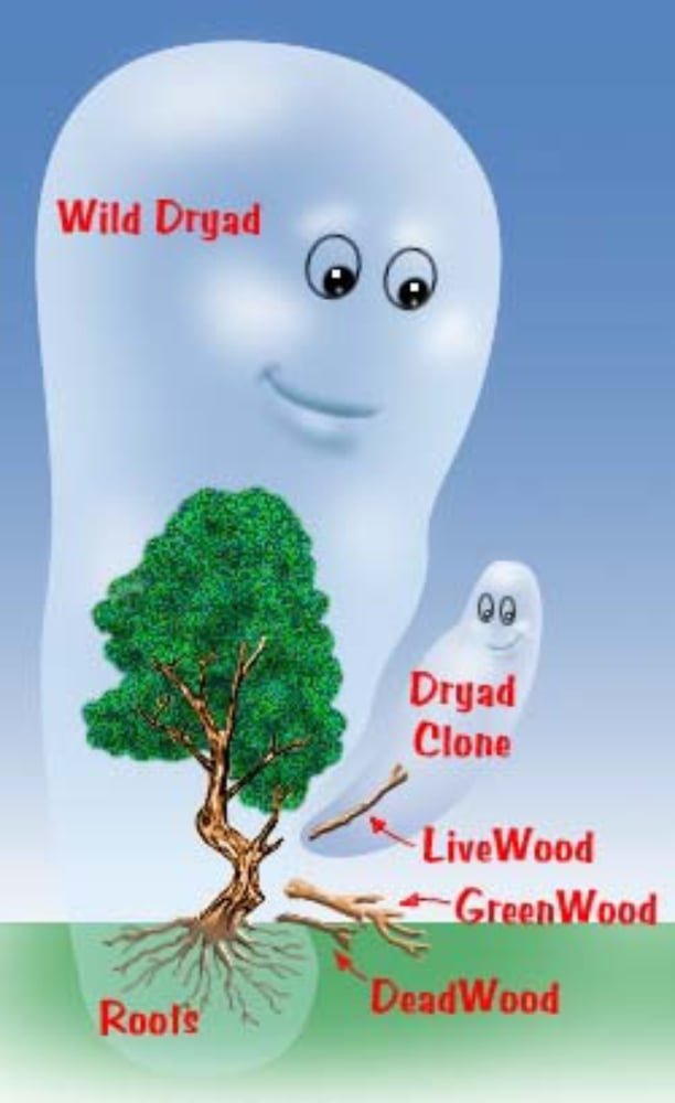 livewood geronimo gallery